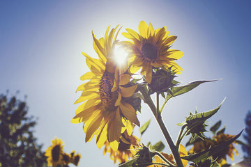 Vitamin D – What You Should Know About the 'Sun Vitamin'